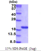 Mouse Cyclophilin A protein, His tag. GTX57403-pro