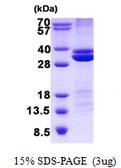 Human RASSF3 protein, His tag. GTX57407-pro