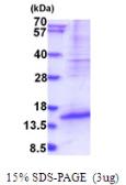 Human DPPA5 protein, His tag. GTX57412-pro