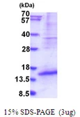 Human DPPA5 protein, His tag. GTX57412-pro