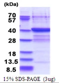 Human PLCXD3 protein, His tag. GTX57413-pro