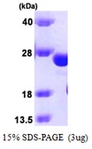 Human Glutathione S-transferase kappa 1 protein. GTX57417-pro