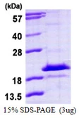 Human HDDC3 protein, His tag. GTX57418-pro