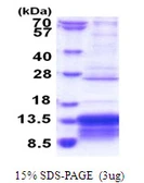 Human MUSTN1 protein, His tag. GTX57425-pro