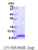 Human GTF2H5 protein, His tag. GTX57434-pro