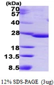Human C9orf103 protein, His tag. GTX57435-pro