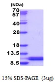 Human HSBP1L1 protein, His tag. GTX57438-pro