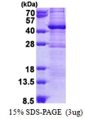 Human GIMAP6 protein, His tag. GTX57439-pro