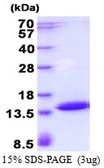 Human POLR2J3 protein, His tag. GTX57442-pro