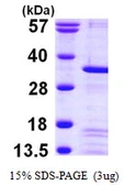Human PEF1 protein, His tag. GTX57443-pro