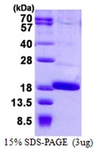 Human FABP12 protein, His tag. GTX57448-pro