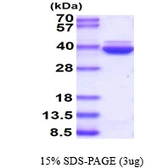 Human Annexin VIII protein, His tag. GTX57449-pro
