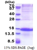 Human PCP4L1 protein, His tag. GTX57452-pro