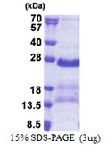 Human GAGE2A protein, His tag. GTX57456-pro