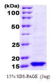 E. coli FuR protein. GTX57464-pro