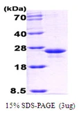E. coli GrpE protein. GTX57481-pro