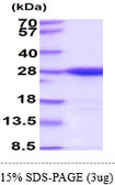 E. coli nth protein, His tag. GTX57482-pro