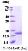 E. coli SecB protein. GTX57491-pro