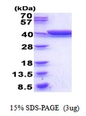 E. coli gldA protein, His tag. GTX57493-pro