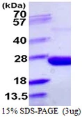 E. coli ppa protein, His tag. GTX57499-pro
