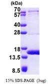 Human TEN1 protein, His tag. GTX57506-pro