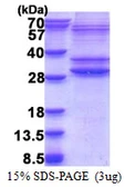 Human PMF1-BGLAP protein, His tag. GTX57509-pro