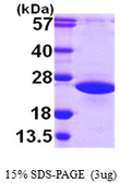 Human ARL2 protein, His tag. GTX57512-pro