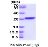 GFP protein. GTX57516-pro