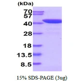Human MASPIN protein, His tag. GTX57520-pro
