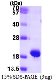 Human SUMO1 protein, His tag. GTX57522-pro
