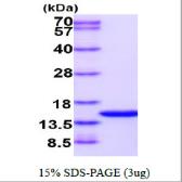Human PDCD5 protein. GTX57526-pro