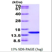 Human PDCD5 protein. GTX57526-pro