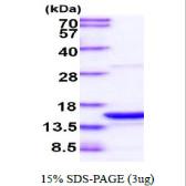 Human PDCD5 protein. GTX57527-pro