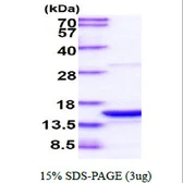Human PDCD5 protein. GTX57527-pro