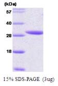 Human 14-3-3 epsilon protein. GTX57530-pro