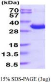 Human 14-3-3 epsilon protein, His tag. GTX57531-pro