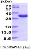 Human 14-3-3 epsilon protein, His tag. GTX57531-pro