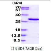 Human Adenylate kinase 4 protein, His tag. GTX57535-pro
