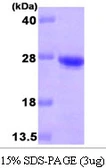 Human CDO1 protein, His tag. GTX57540-pro