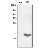 Anti-alpha B Crystallin antibody [2E8] used in Western Blot (WB). GTX57544