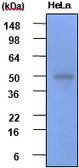 Anti-GSK3 beta antibody [1F7] used in Western Blot (WB). GTX57548