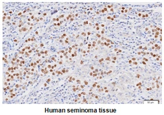 Anti-Nanog antibody [5A10] used in IHC (Paraffin sections) (IHC-P). GTX57553