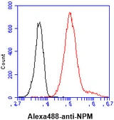 Anti-Nucleophosmin antibody [5E3] used in Flow cytometry (FACS). GTX57555