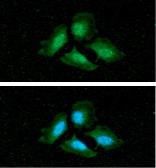 Anti-PPP1A antibody [4G3] used in Immunocytochemistry/ Immunofluorescence (ICC/IF). GTX57557