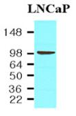 Anti-PSMA antibody [k1H8] used in Western Blot (WB). GTX57558