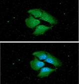 Anti-14-3-3 epsilon antibody [AT4F8] used in Immunocytochemistry/ Immunofluorescence (ICC/IF). GTX57563