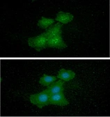 Anti-EIF5A antibody [AT4D1] used in Immunocytochemistry/ Immunofluorescence (ICC/IF). GTX57567