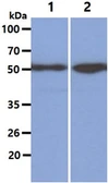 Anti-KLF4 antibody [AT4E6] used in Western Blot (WB). GTX57568