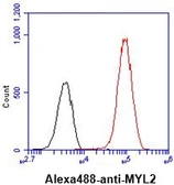 Anti-Myosin Light Chain 2 (MLC-2v) antibody [AT3B2] used in Flow cytometry (FACS). GTX57570
