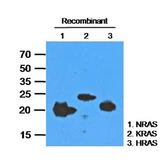 Anti-RAS antibody [AT2G9] used in Western Blot (WB). GTX57577